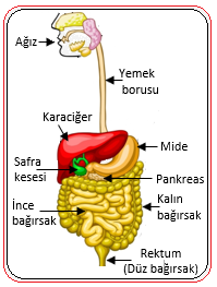 metin, meyve, yemek, gıda içeren bir resim
Yapay zeka tarafından oluşturulmuş içerik yanlış olabilir.